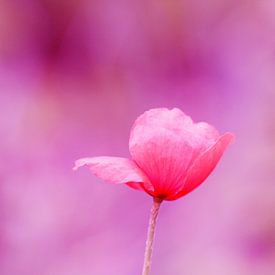 De klaproos (roze) van Carmen Fotografie