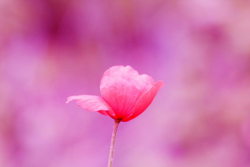 Der Mohn (rosa) von Carmen Fotografie