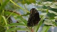 papillon à la beauté cachée