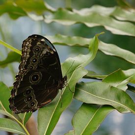 Schmetterling mit verborgener Schönheit von Lieke Elsinga