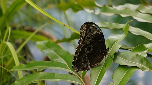 butterfly with hidden beauty