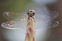 Libelle