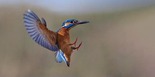 IJsvogel - Incoming!