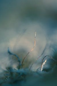 Droomachtig onder water.