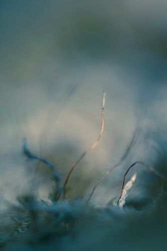 Droomachtig onder water.