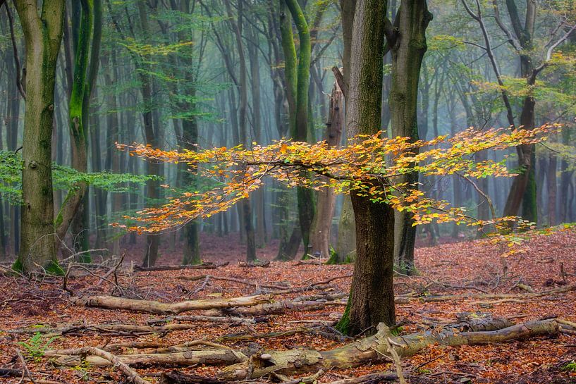 Tief im Wald von Martijn Schruijer