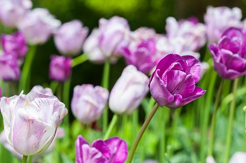 Paarse en witte tulpen