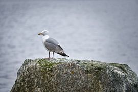 Möwe auf einem Stein am Fjord in Norwegen