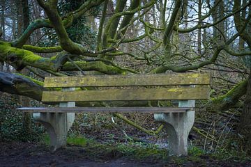 An empty bench in the park by Jan Van Bizar