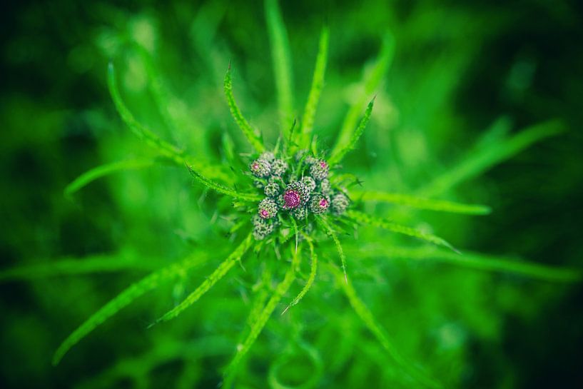 Abstracte bloem von Ronald De Neve