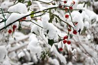 Branch with berries in the snow