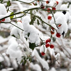 Zweig mit Beeren im Schnee von Eline Molier