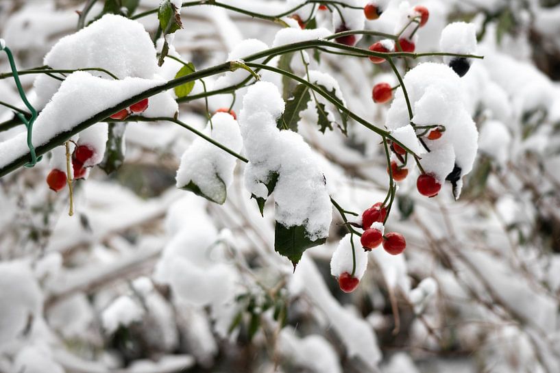 Branch with berries in the snow by Eline Molier