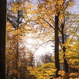 Autumn on the Veluwe ? by Emma Buisman