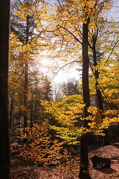 Herfstbladeren op de Veluwe van Emma Buisman