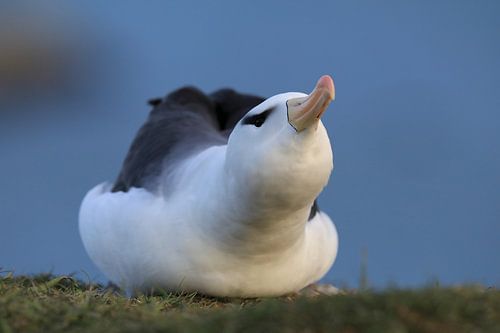 Zwartgegroefde albatros ( Thalassarche melanophris ) of Mollymawk Helgoland-eiland Duitsland