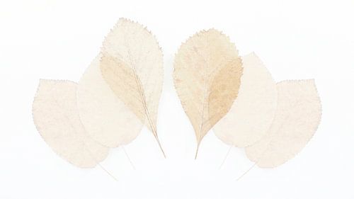 Feuilles en forme d'aquarelle 4