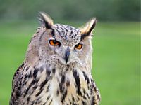 Eagle owl