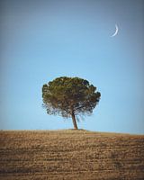 Toscaanse eenzame boom