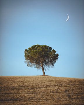 Einsamer Baum in der Toskana von Sèfie Bekkers