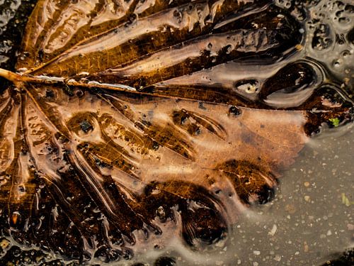 Herfstblad in regenplas