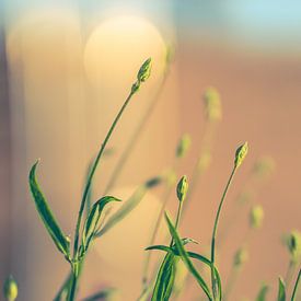 Erwachender Lavendel von Wouter Kramer