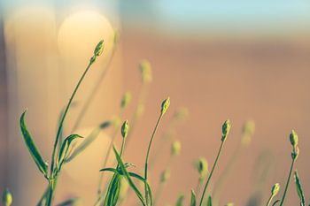 Erwachender Lavendel