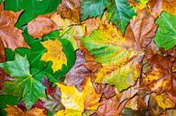 herfst bladeren van Marcel Derweduwen thumbnail