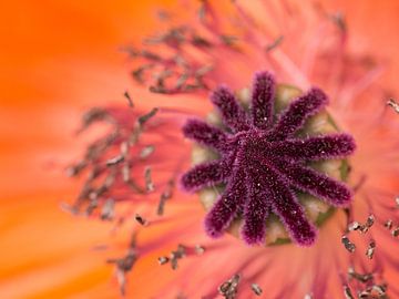 papaver vacht van Jo Beerens