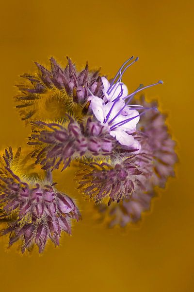 Flower by Lucas De Beleyr