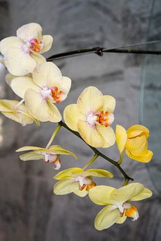 Orchideenparty.