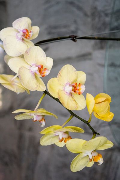 Orchids delight by Michael Klinkhamer