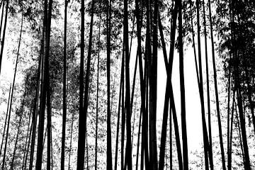 FORÊT DE BAMBUS 2 sur Miroslav Ptacek