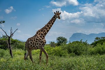 Girafe en Afrique du Sud sur Paula Romein