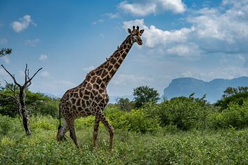 Giraf in Zuid-Afrika van Paula Romein