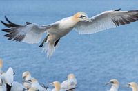 Fou de Bassan en vol