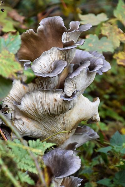 Paddenstoel in het bos par Susan Dekker