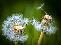 Paardenbloem