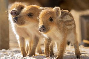 Wildschweinbabys (Friesen)
