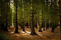 Schöne Sonnenharfen im Wald
