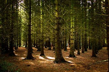 Mooie zonneharpen in het bos