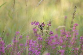 Rote Heide mit einer Biene von Ans Bastiaanssen