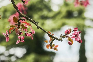 C'est le printemps ! sur tim eshuis