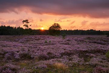 Zonsondergang boven de bloeiende heide van Cor de Hamer