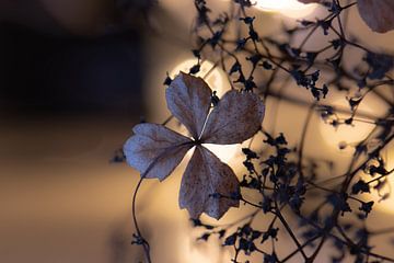 HDR hydrangea leaf by Tania Perneel