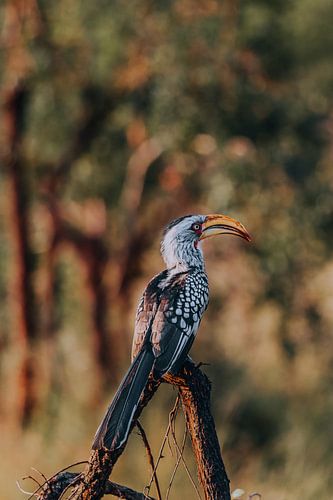 Zazu the red beaked cam, Kruger Park