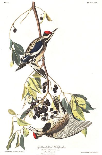 Geelbuiksapspecht van Birds of America