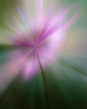 Modern Flower Pink Cosmos in Colors