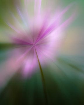 Modern Flower Pink Cosmos in Colors van Maneschijn FOTO