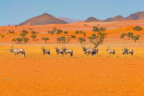 Landschap in ongerepte natuur van Namibië